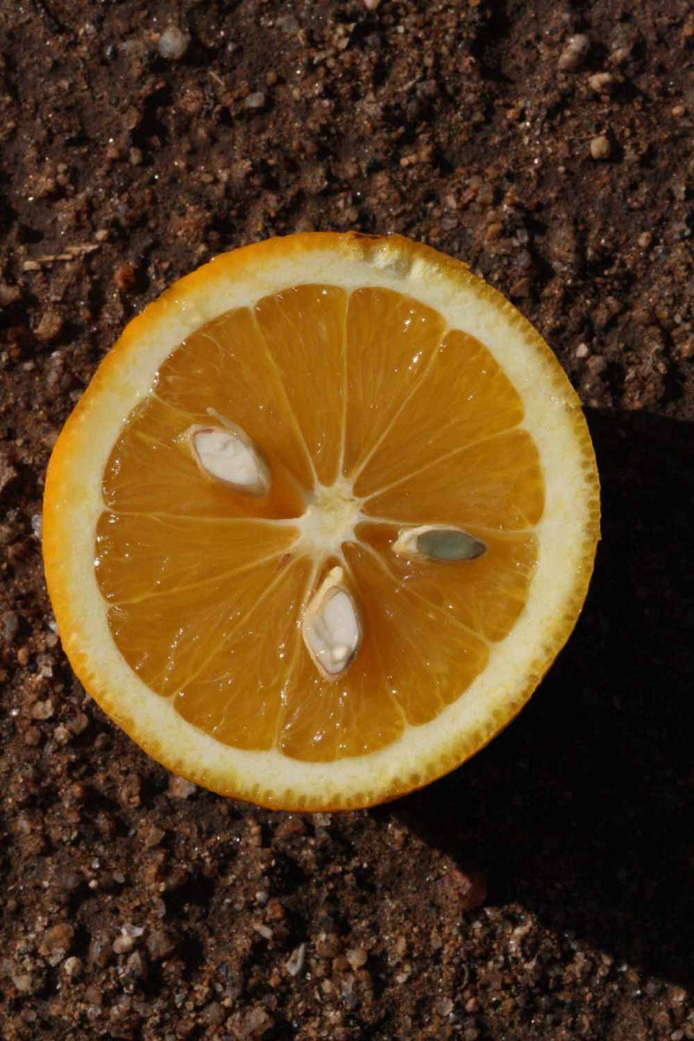            Fruit cross-section (Riverside, CA)   